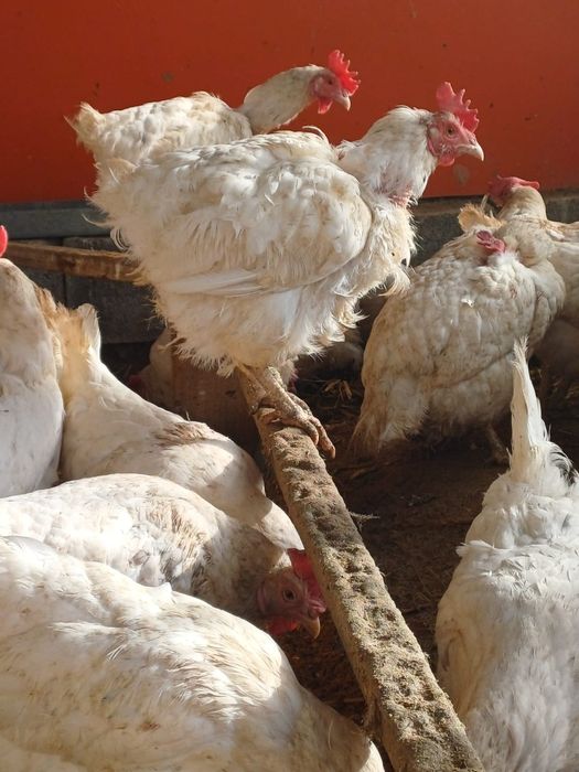 Тауктар сатылады