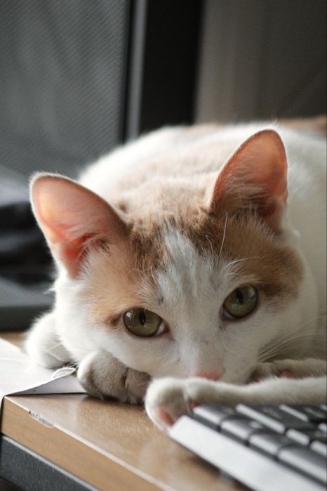 Кастрированный кот ищет семью