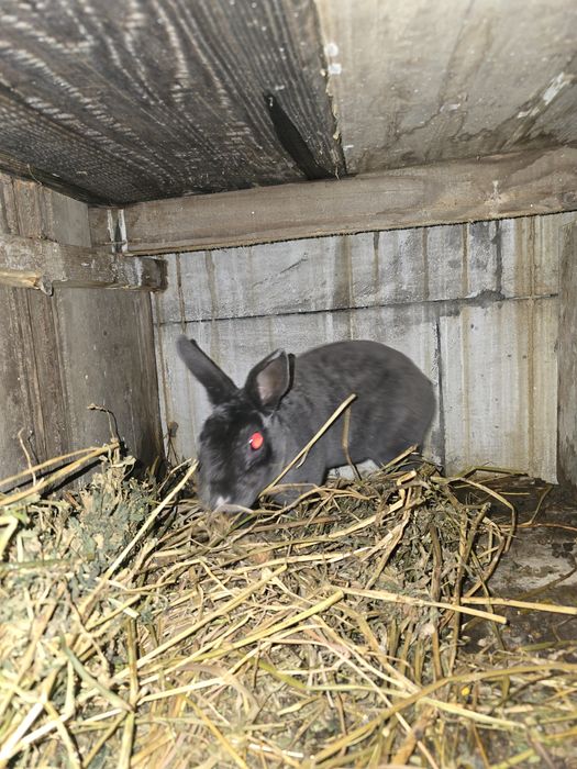 Iepuri fluture german