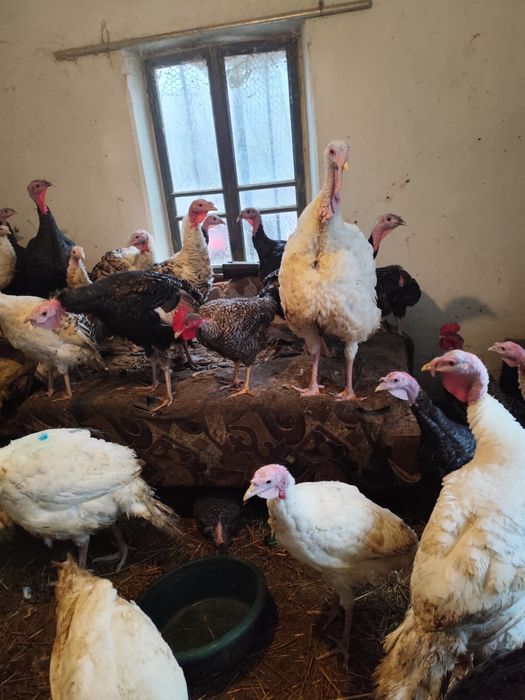 Curcani albi de carne