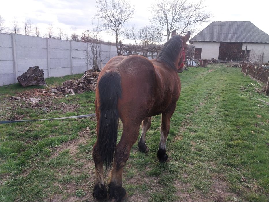 Schimb armasar de Un an si o luna