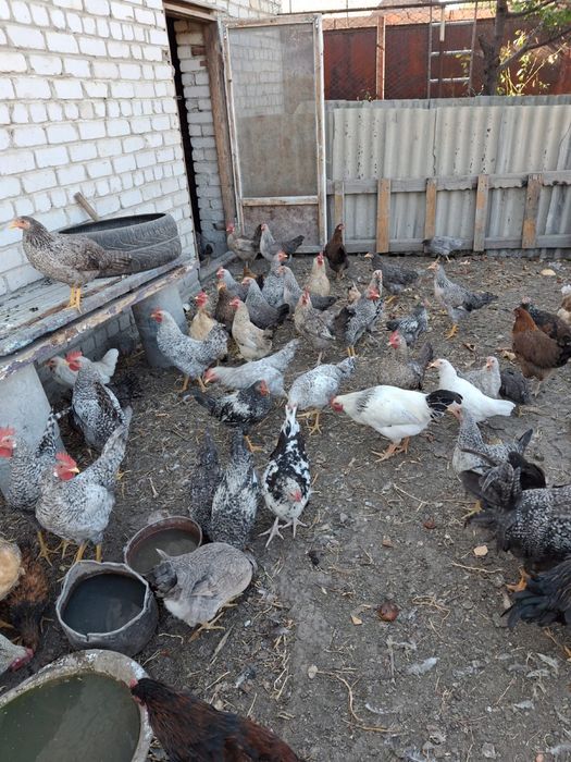 Продам куры и петухи