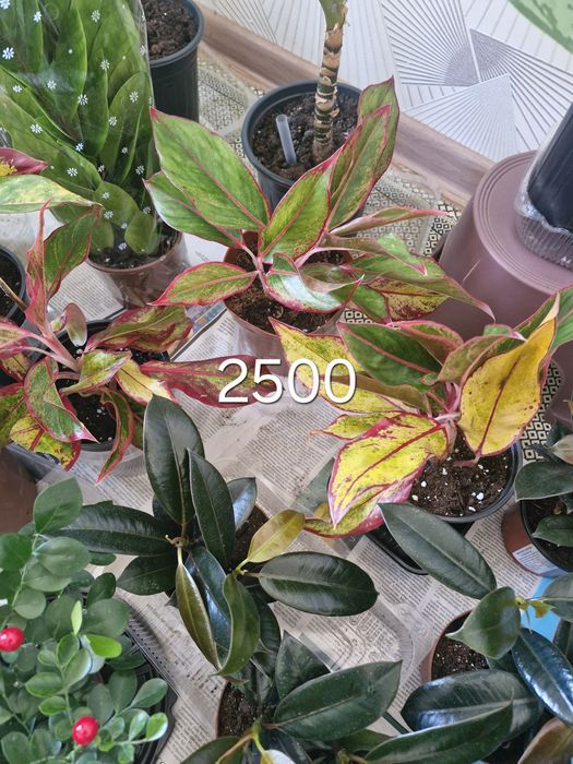 Уй гүлдері арзан