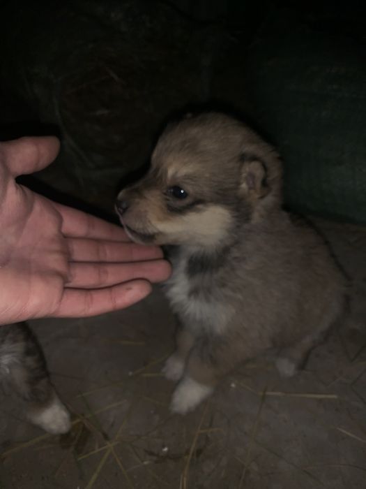 Продам щенков хаски