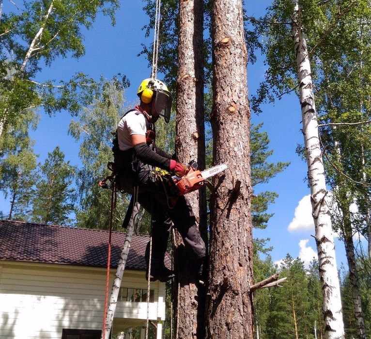 Спил березы. Спил верхушек деревьев. Shtil валка больших деревьев. Валка деревьев. Спил дерева годичные кольца.