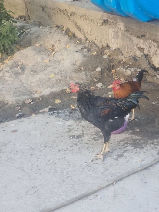 Katta sikning porno fotosuratlari