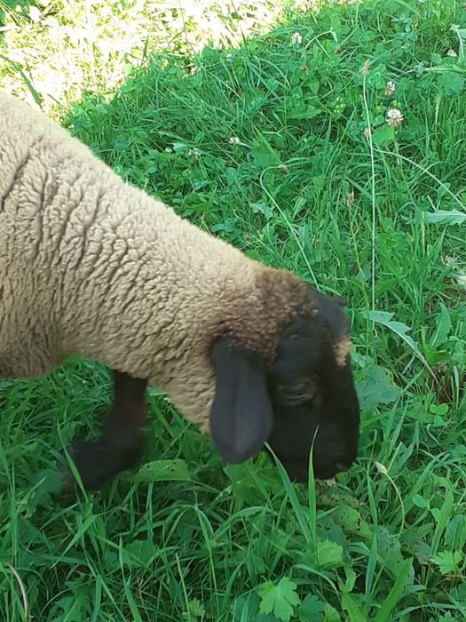 Miei de vânzare Suffolk