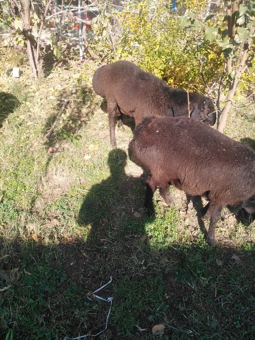 ЩКучкорлар сотилади