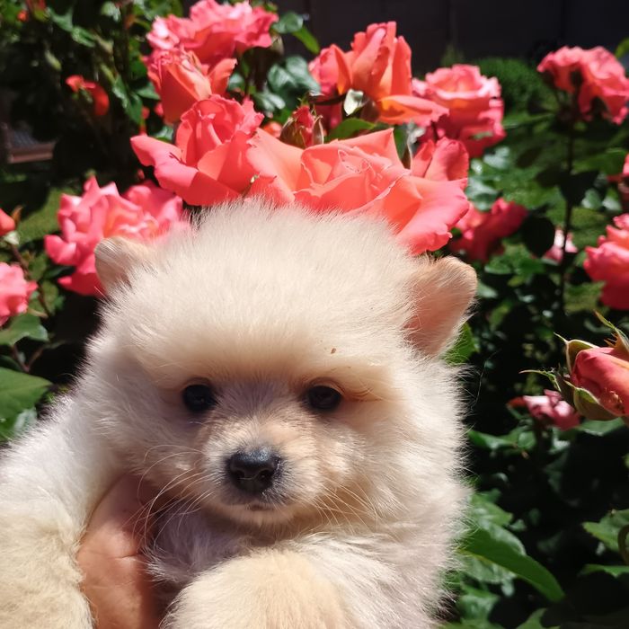 Pomeranian Mini Toy