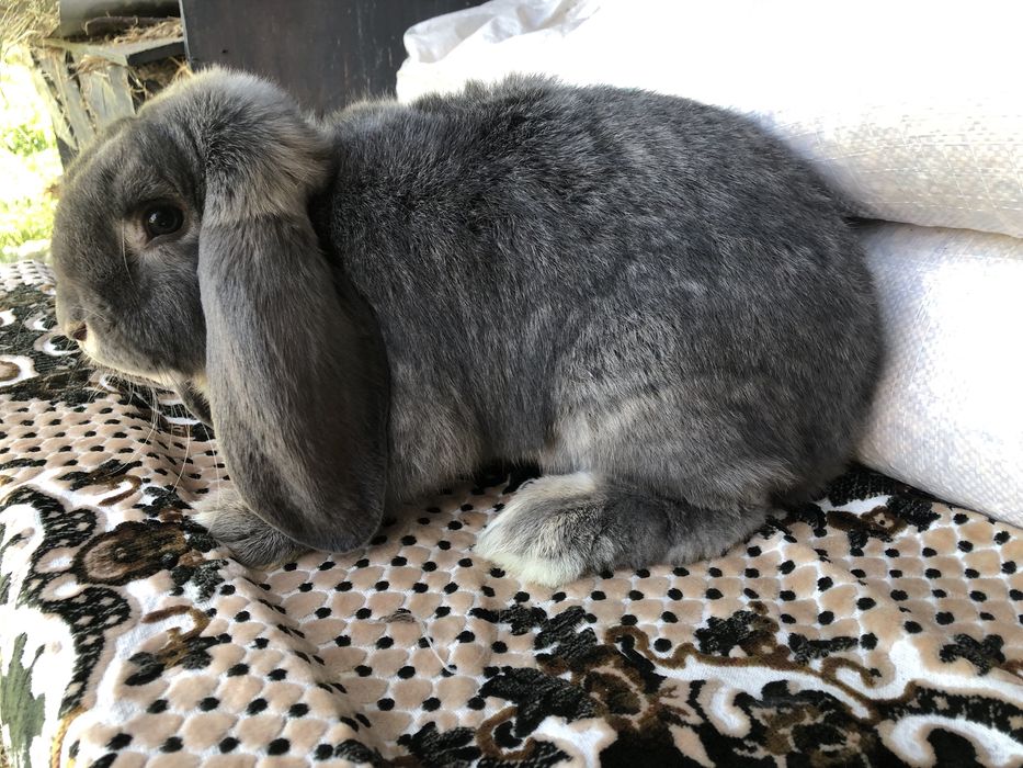 Vand Iepuri Berbec Grrman