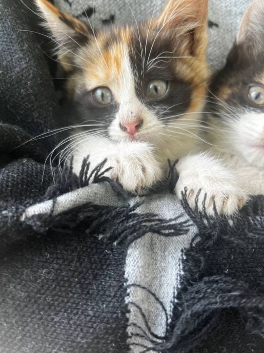 Отдам котят (2 девочки) трехцветные 3 месяца