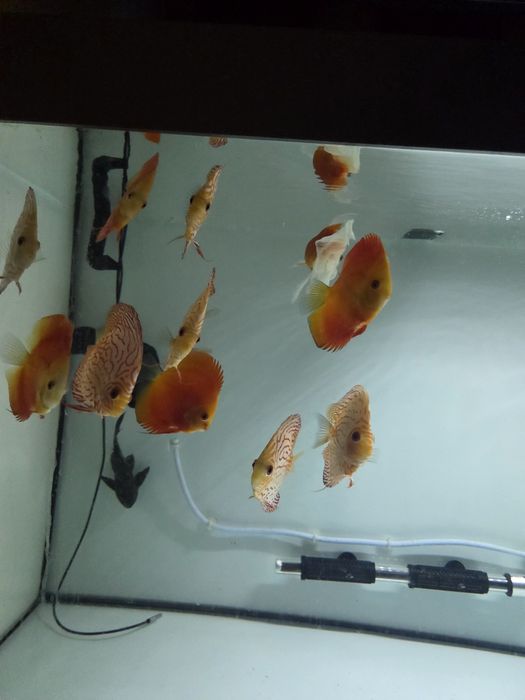 Discusi frumoși  crescuti cu artemia  si mix