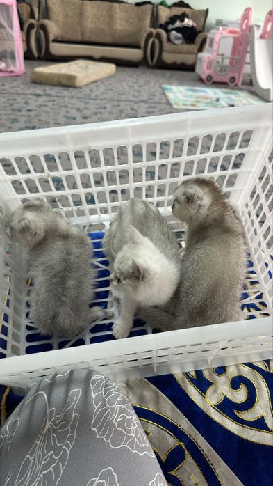 Шиншилла  котята