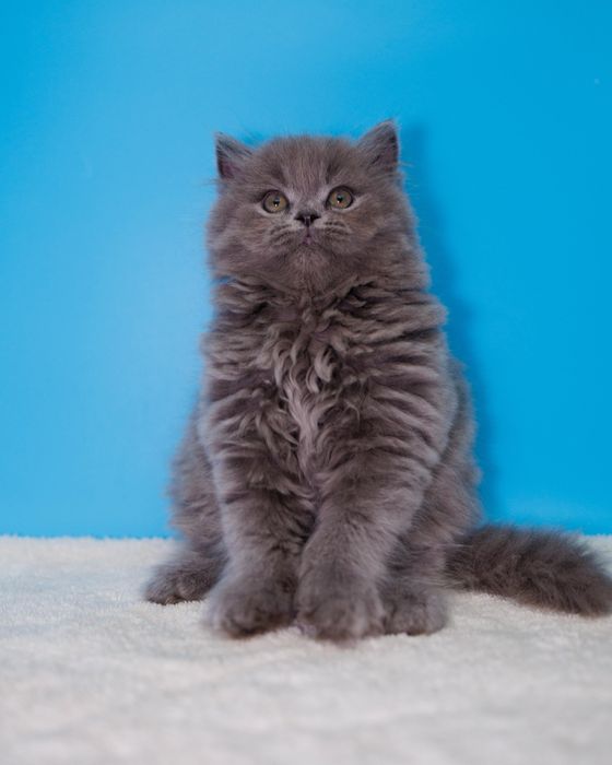 Британские котята шоу класса