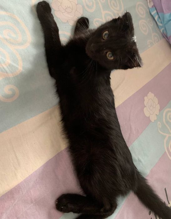 Mushk 4 5 oyliq britanski boliw baxosi