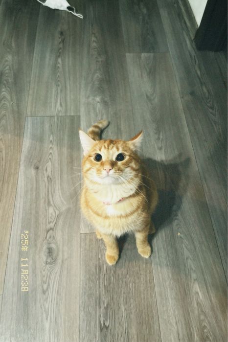 отдам кота в добрые руки