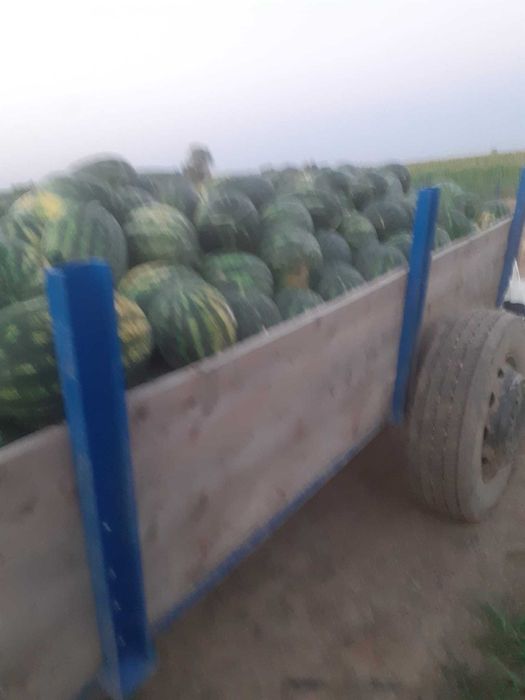 Lubenița proaspăta