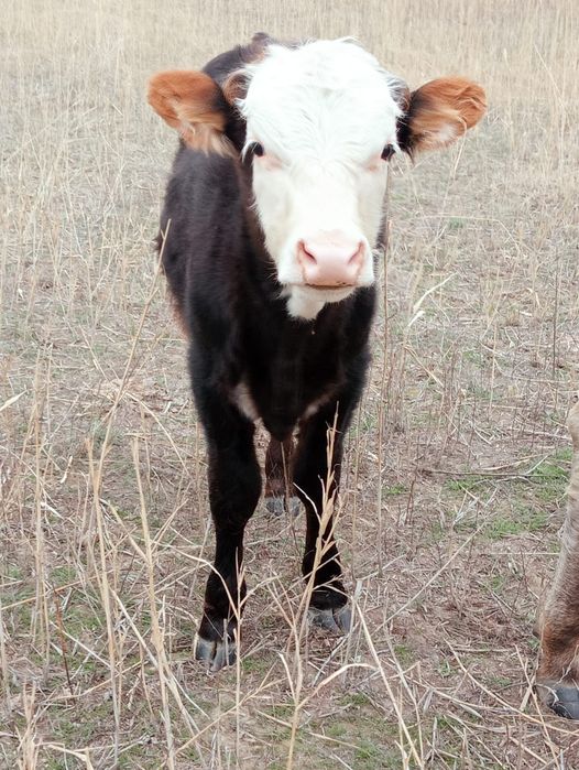 Бык, бычок и корова