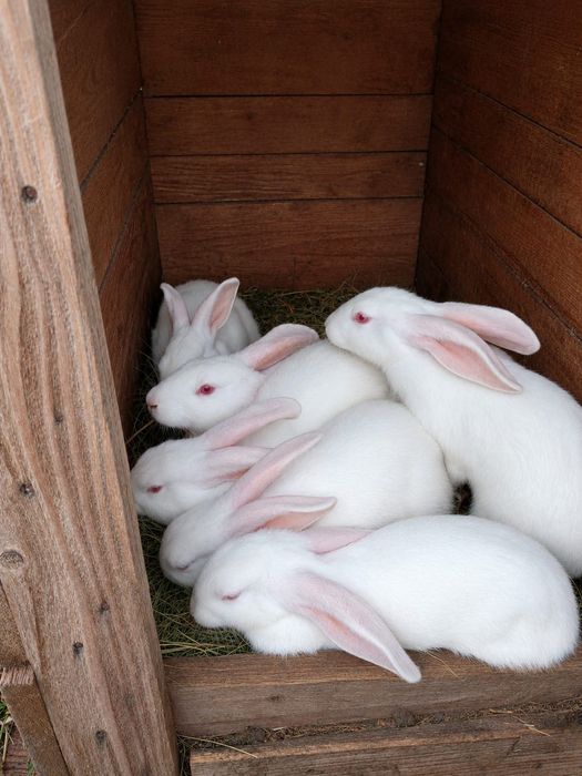 Продам кролиху с кроликами