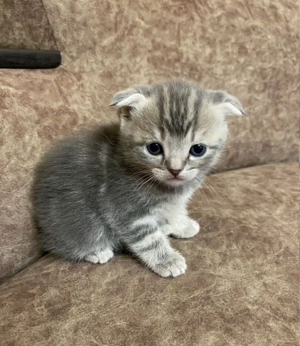 Котята к лотку приучены, мальчики и девочки