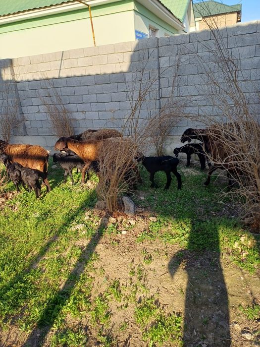 Қозылы қойлар сатылады