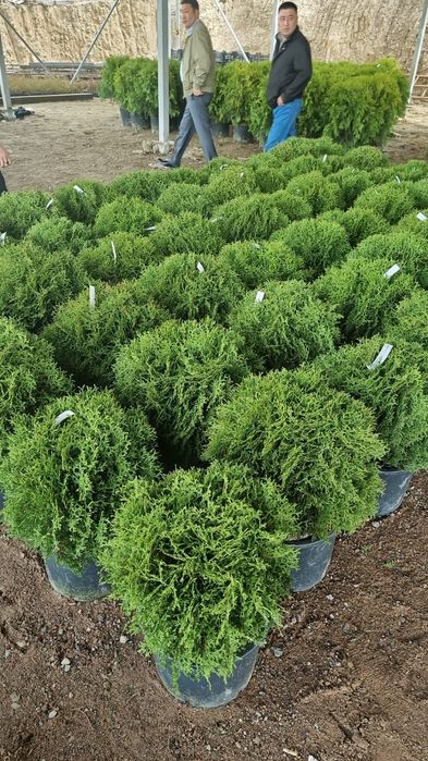 Туя смарагд туя шар