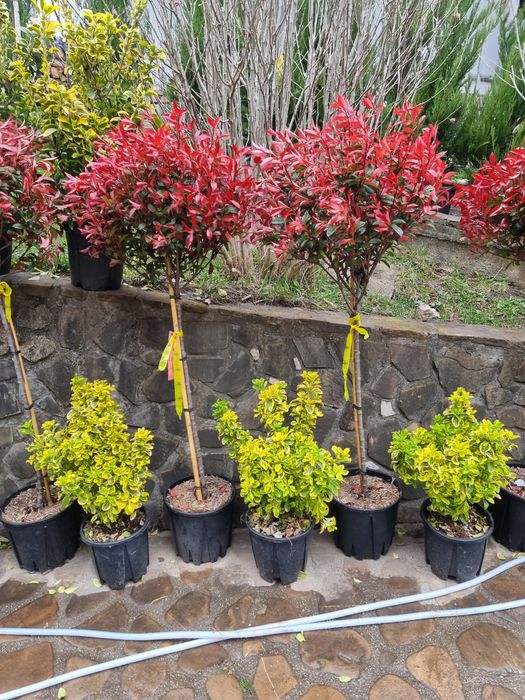 Leylandi pon pon- spirale- globulari- photinia