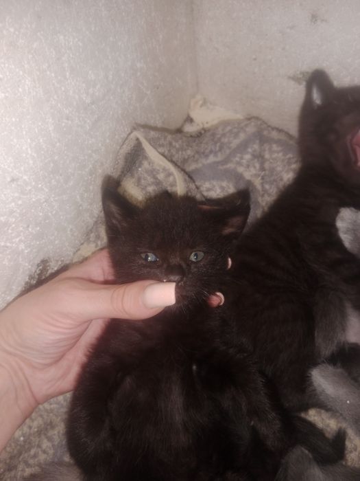 Продам котят британских