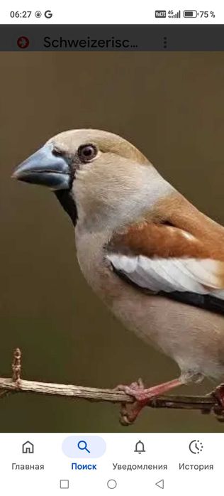 Продам птицу певчие