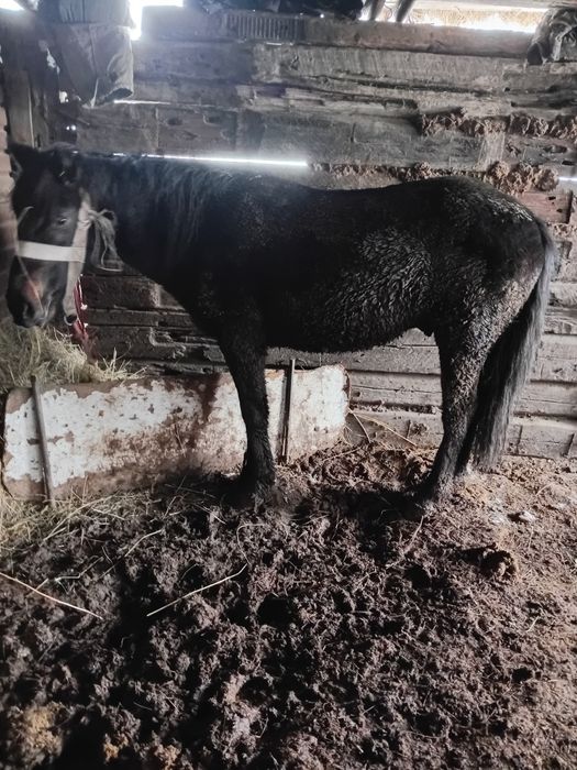 Еркек бордақы малдар