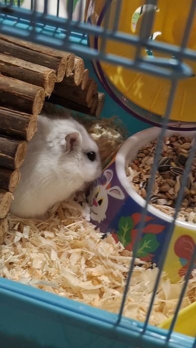 Hamster pitic  de cateva luni