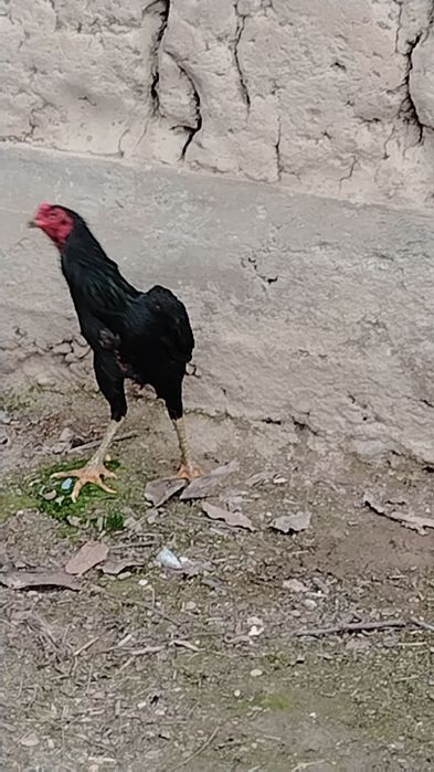 Дакан хороз сотилади