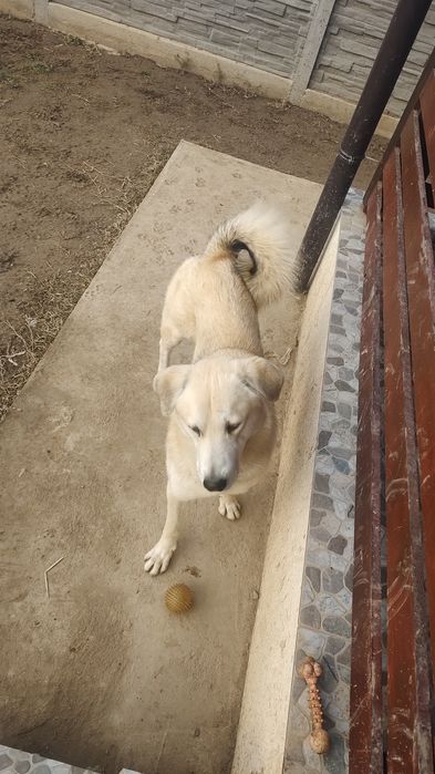 Dau spre adoptie