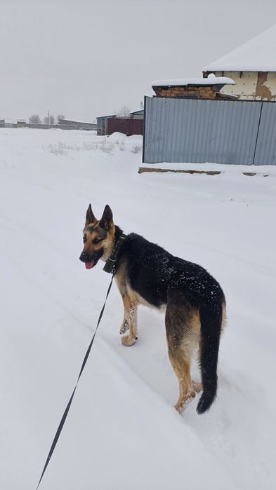 асалаумағаликум овчарка сатлады