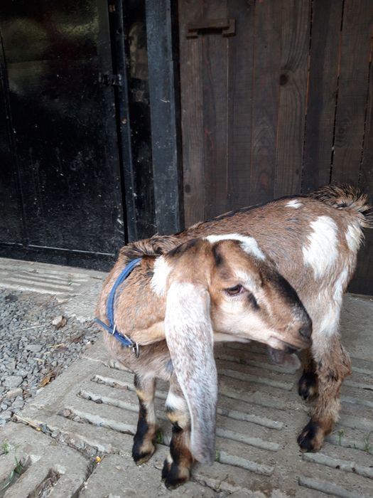 Țăpișor capre anglonubiene