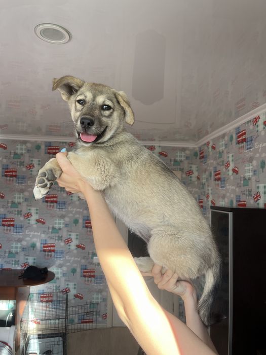 Собака в добрые руки