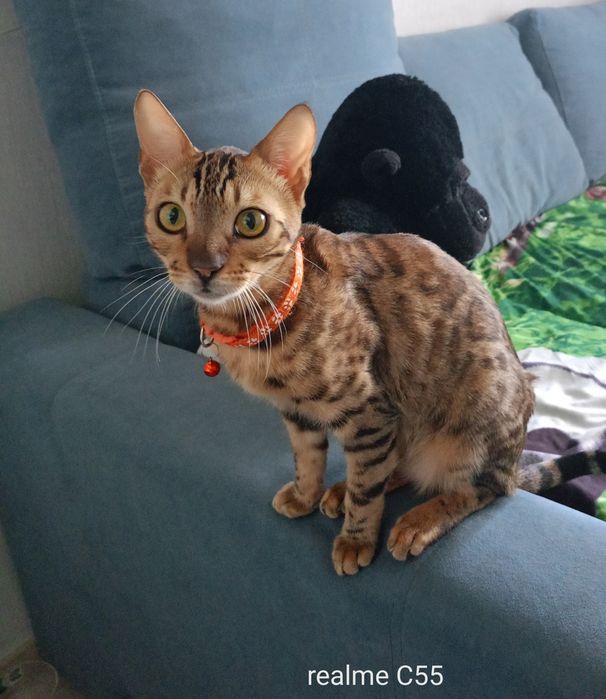 Бенгальский котик