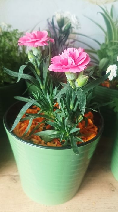 Тувак гуллари сотилади