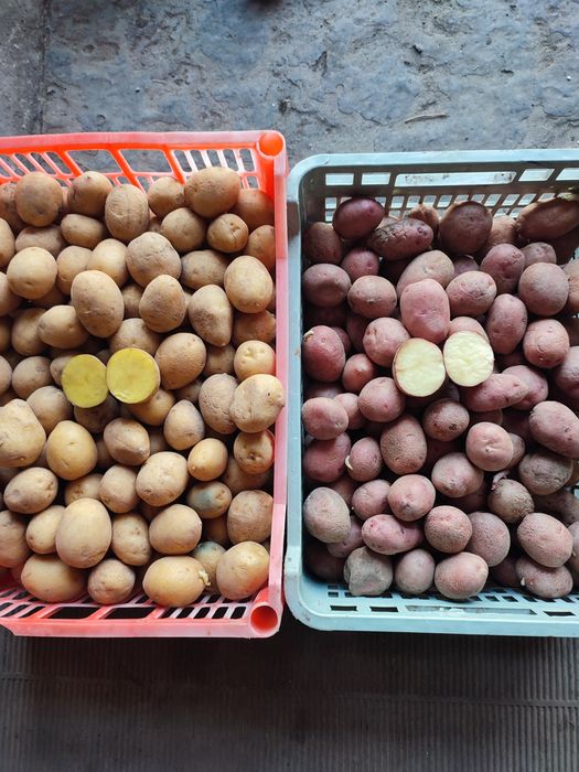 Продам семенную картошку