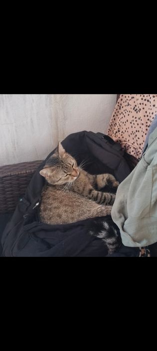 !! Пропала кошка !!