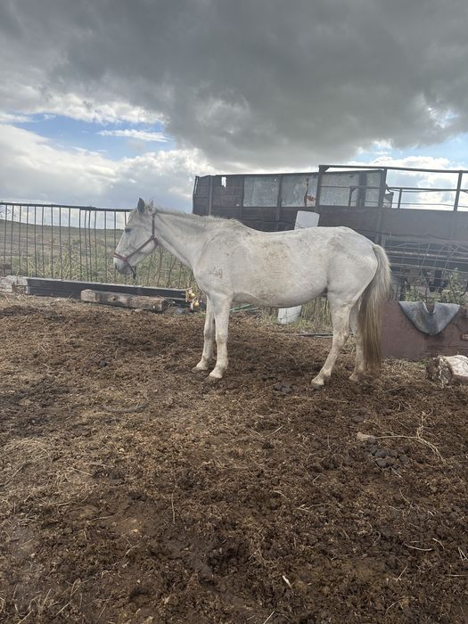 продам Кобылу жеребую