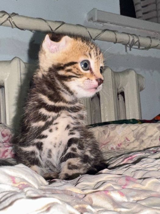 Бегалский мушуклар