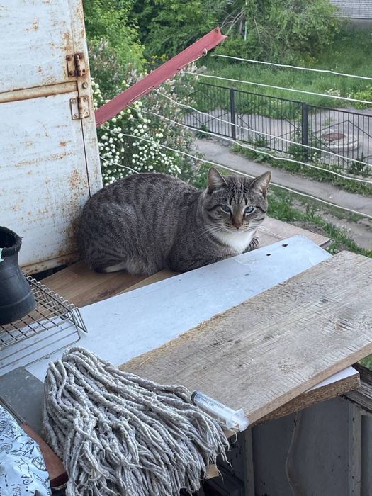 Отдам кошек в хорошие руки