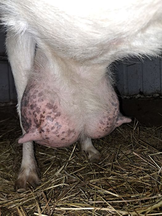 Vand   capra sannen foarte bună de lapte