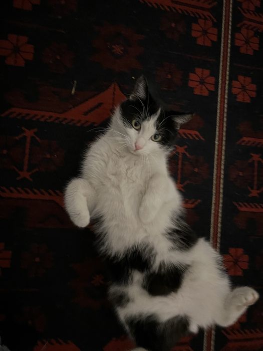 Отдам в добрые руки кошку