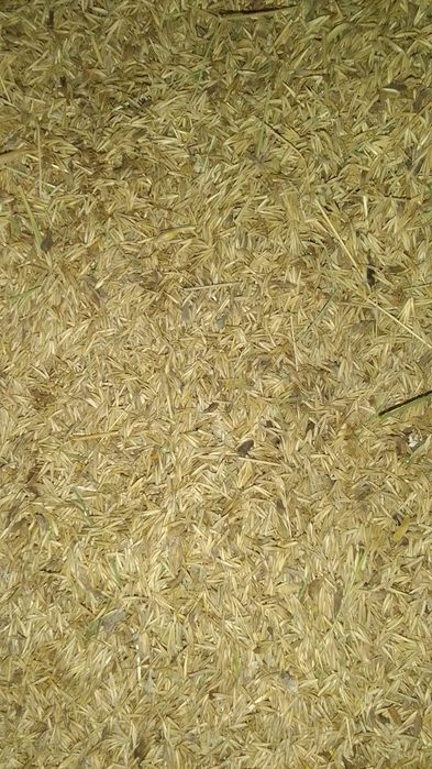 Продам семена житняка