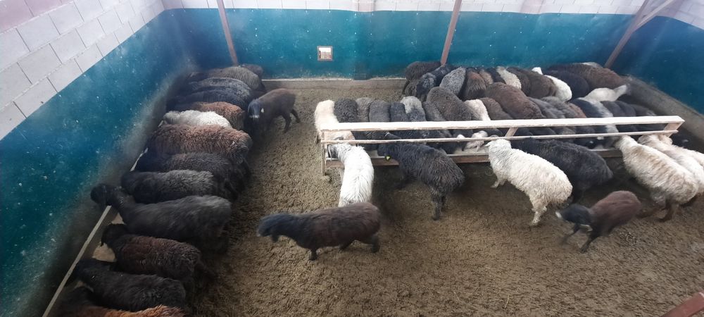 семиз кой токты тусак кошкар