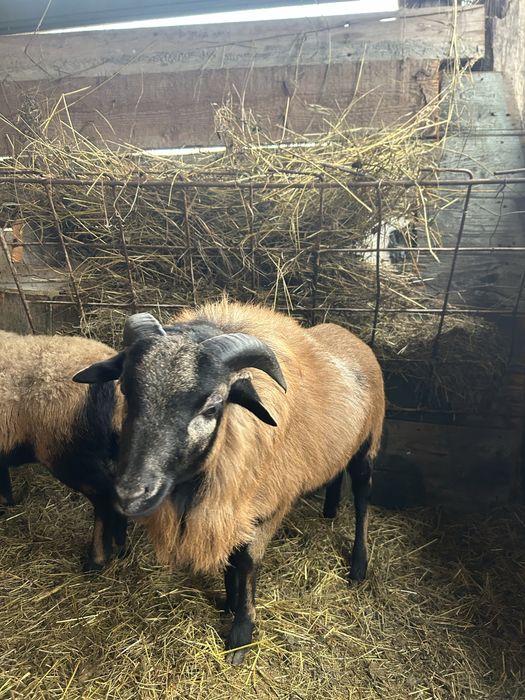 Vand Oi rasa ( Camerun )