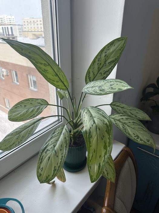 Продам комнатные цветы 5000 тг