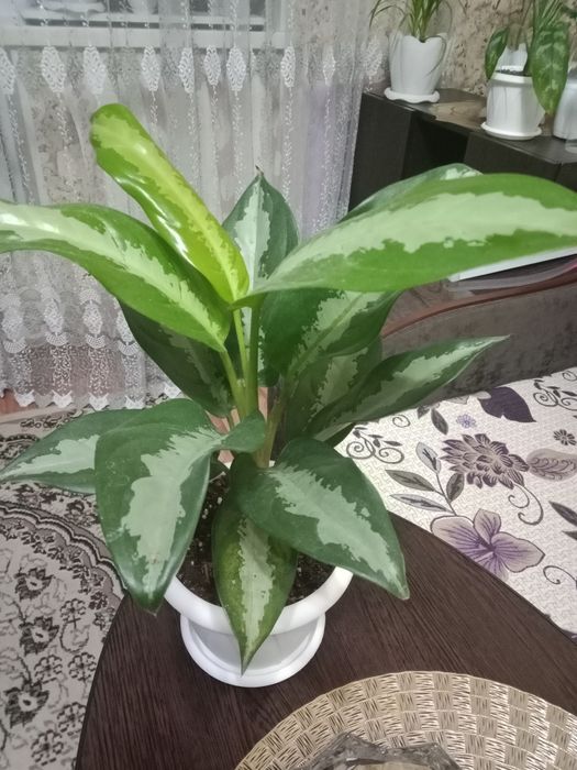 Аглаонема продам